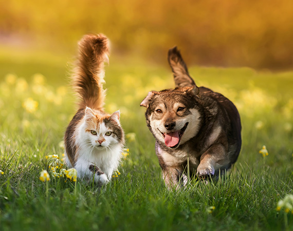 Canisbowl Hundefutter Katzenfutter Warum Canisbowl