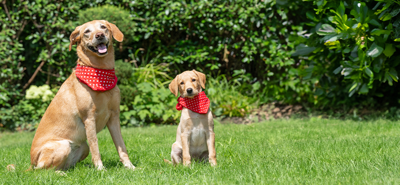 Canisbowl Hundefutter Header Bio Feinschmeckermenü