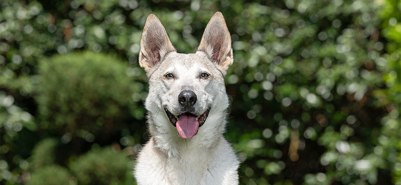 Canisbowl Hundefutter Header Cookies